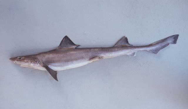 (Mustelus Link, 1790) Род Мустелусы, Обыкновенные куньи акулы